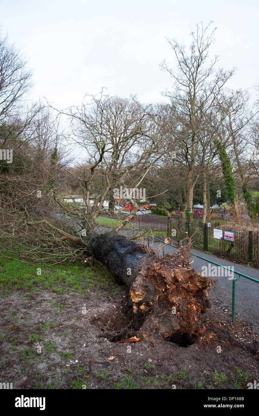 Tree brought down by storm hires stock photography and images Alamy