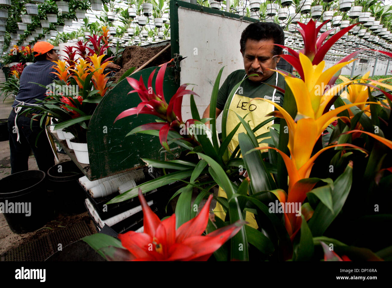 Apr 21, 2006; Fallbrook, CA, USA; LEOPOLDO CALISTO works under a canopy of indoor plants with several varieties of Guzmania Bromeliads to arrange them for shipping from Olive Hill Greenhouses in Fallbrook. The company is a big producer of bromeliads, orchids and indoor plants.  Mandatory Credit: Photo by Laura Embry/SDU-T /ZUMA Press. (©) Copyright 2006 by SDU-T Stock Photo