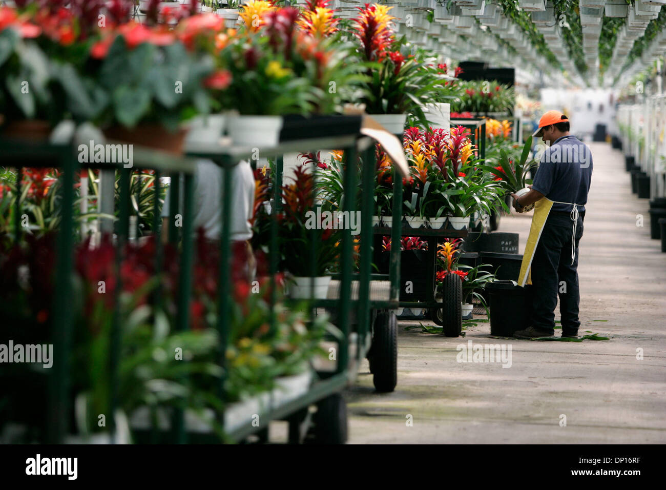 Apr 21, 2006; Fallbrook, CA, USA; BENJAMIN NICOLAS ROMERO works under a canopy of indoor plants with several varieties of Guzmania Bromeliads to arrange them for shipping from Olive Hill Greenhouses in Fallbrook. The company is a big producer of bromeliads, orchids and indoor plants.  Mandatory Credit: Photo by Laura Embry/SDU-T /ZUMA Press. (©) Copyright 2006 by SDU-T Stock Photo