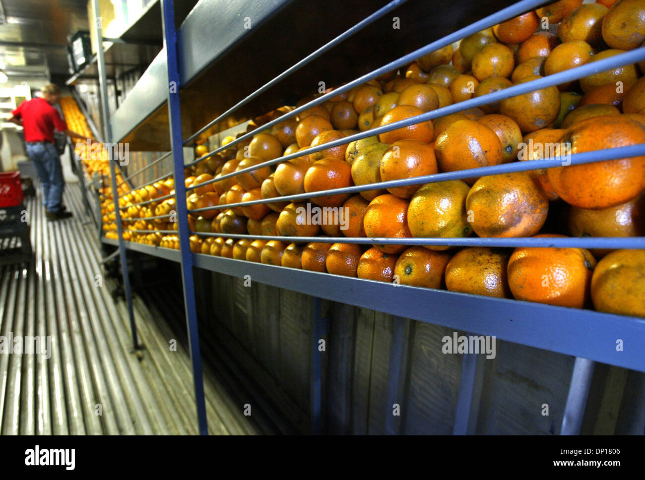 FRESH SQUEEZED ORANGE JUICE (PER CUP) | Family Farms