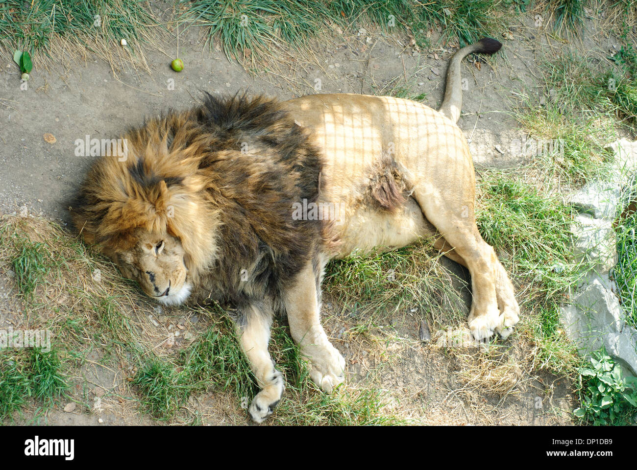 Lion in zoo Stock Photo - Alamy