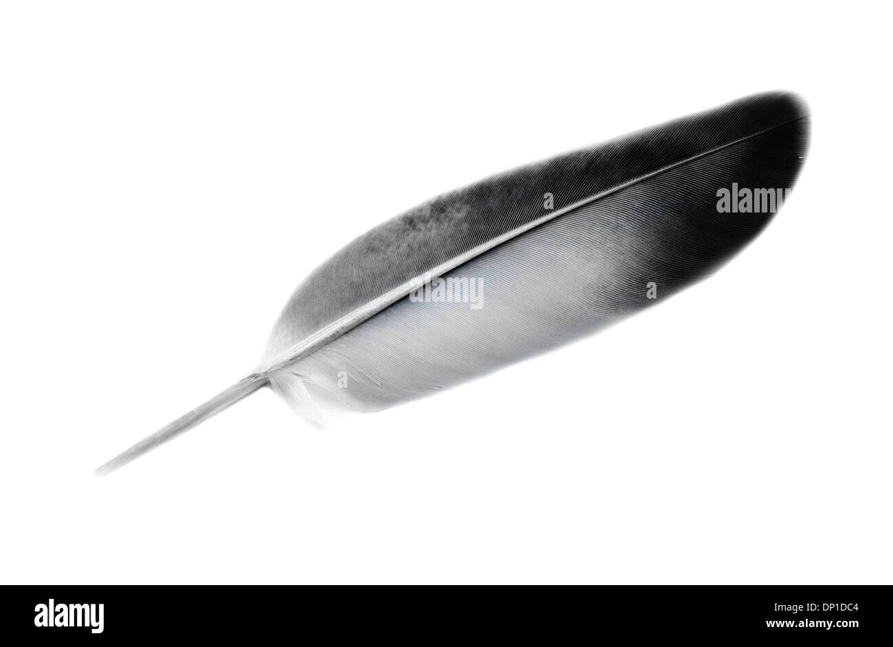 feather of a bird isolated on white background Stock Photo - Alamy