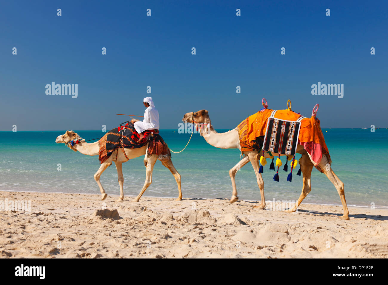 Dubai, Camel on the Jumeirah beach Stock Photo
