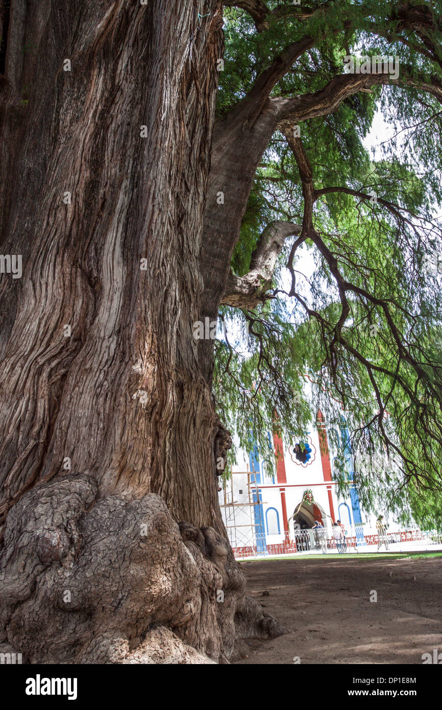 The Tule Tree High Resolution Stock Photography and Images - Alamy