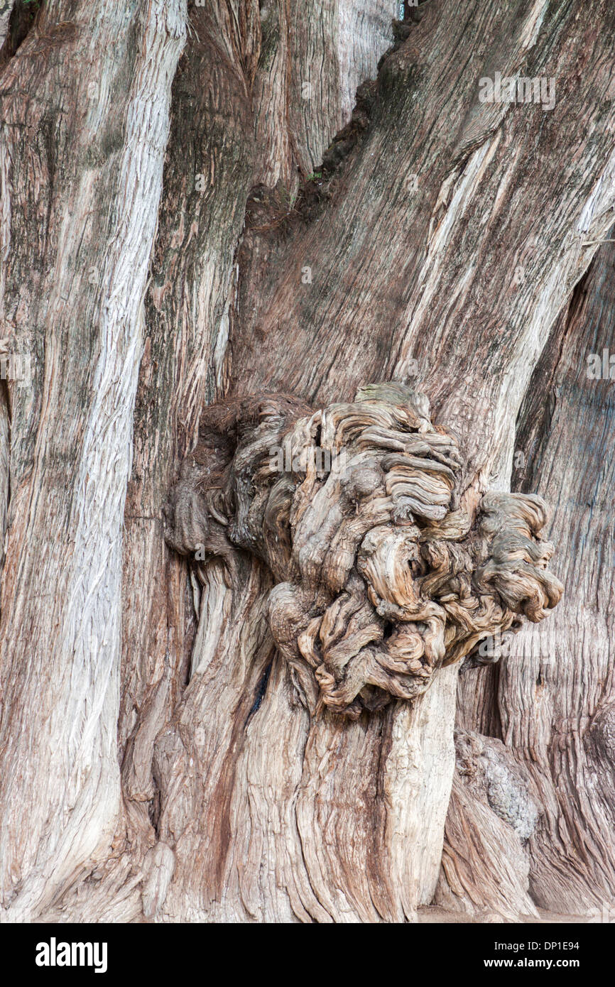 Biggest Tree High Resolution Stock Photography and Images Alamy