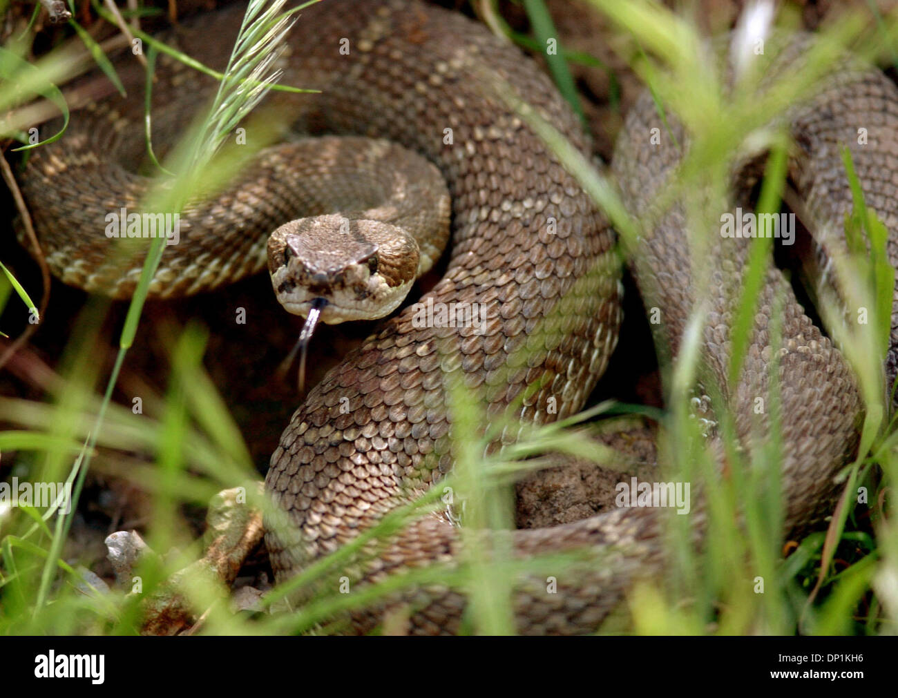 Northern pacific rattlesnake hires stock photography and images Alamy