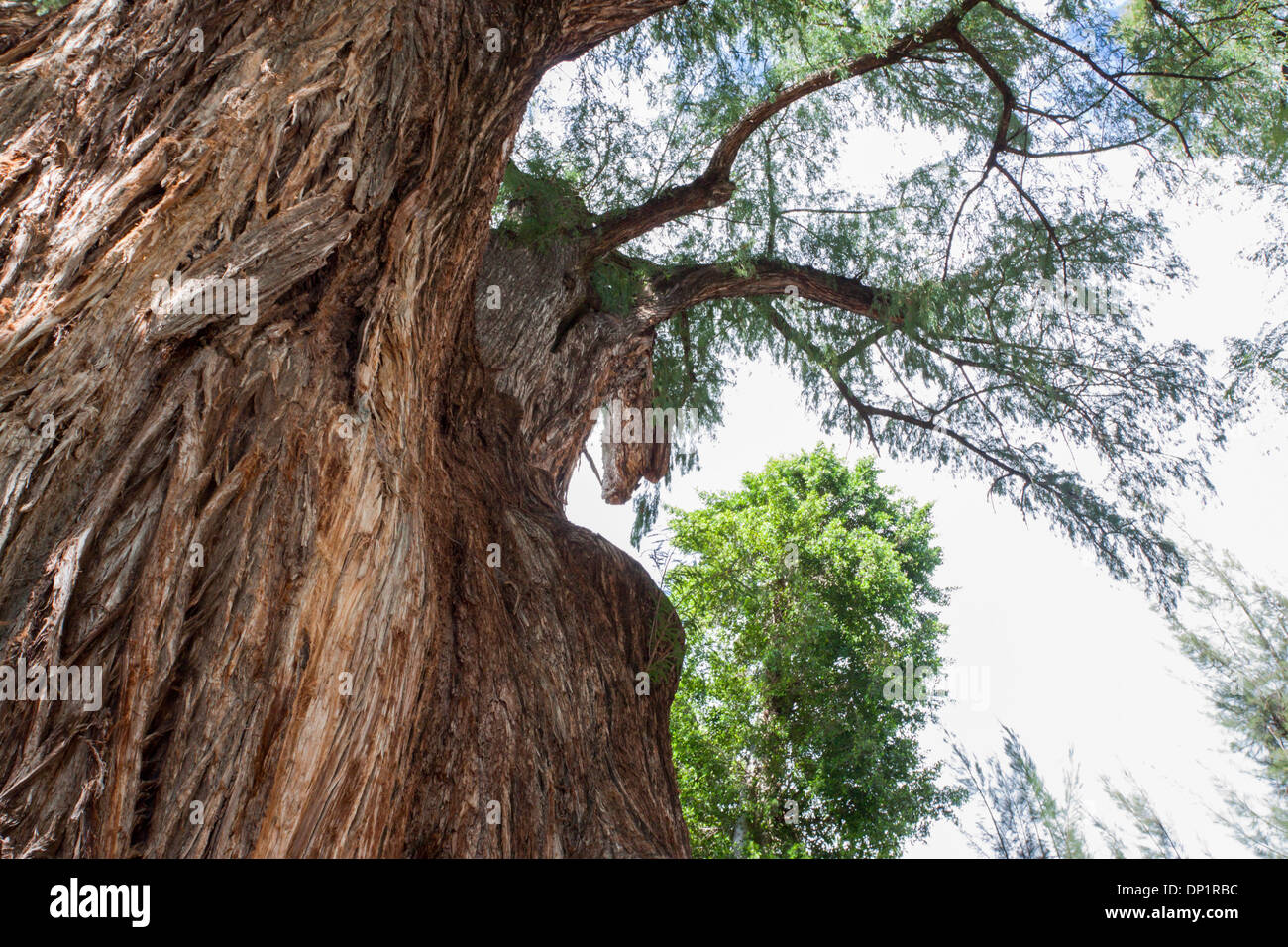 Biggest Tree High Resolution Stock Photography and Images Alamy