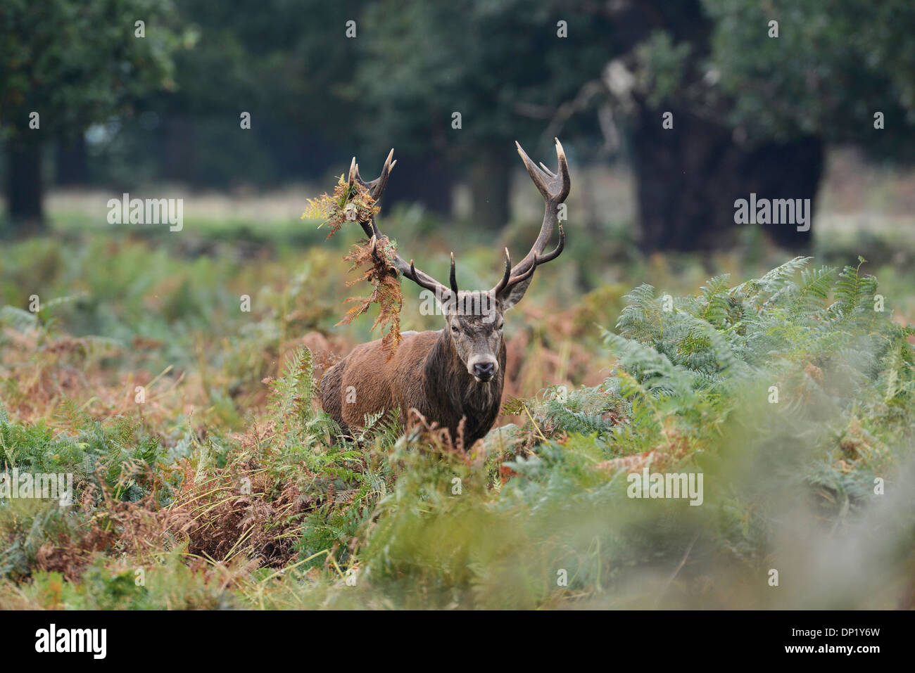Red deer (Cervus elaphus). Stag during the autumnal rut. Stock Photo