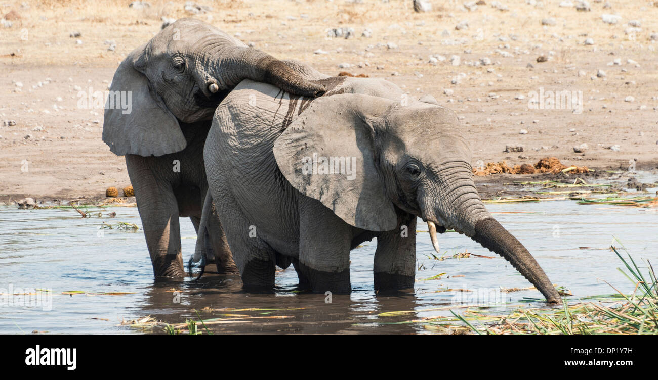 Two young African Bush Elephants (Loxodonta africana) playing in the water, Koinachas Waterhole, Etosha National Park, Namibia Stock Photo