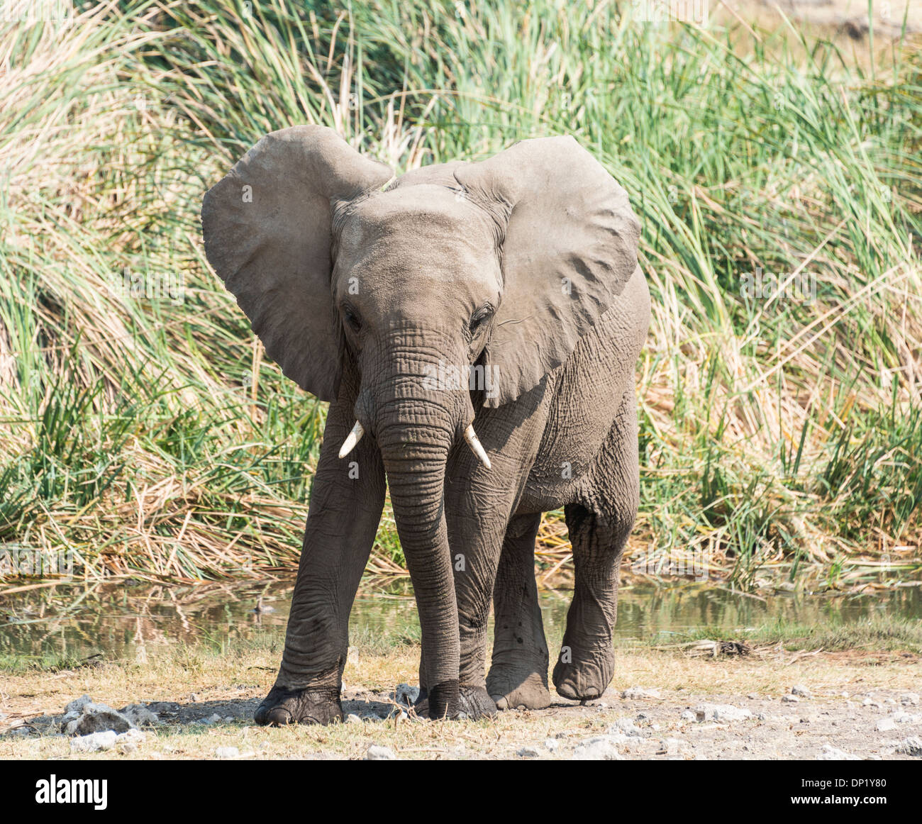 Young African Bush Elephant (Loxodonta africana) standing in front of reeds, Koinachas Waterhole, Etosha National Park, Namibia Stock Photo