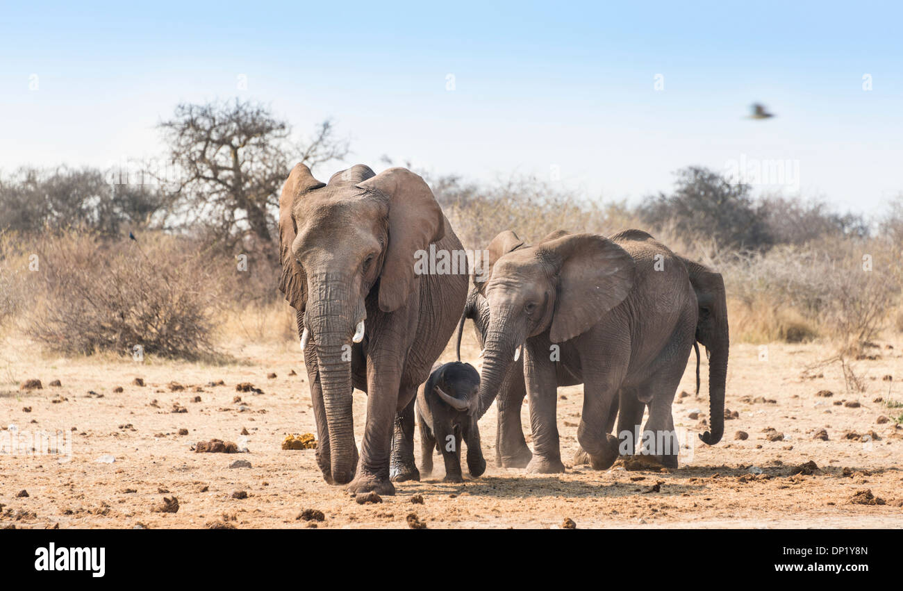 Small herd of African Bush Elephants (Loxodonta africana) marching with a calf, Etosha National Park, Namibia Stock Photo