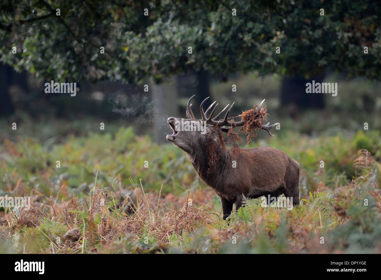 Red deer (Cervus elaphus). Stag roaring during the autumnal rut. Stock Photo