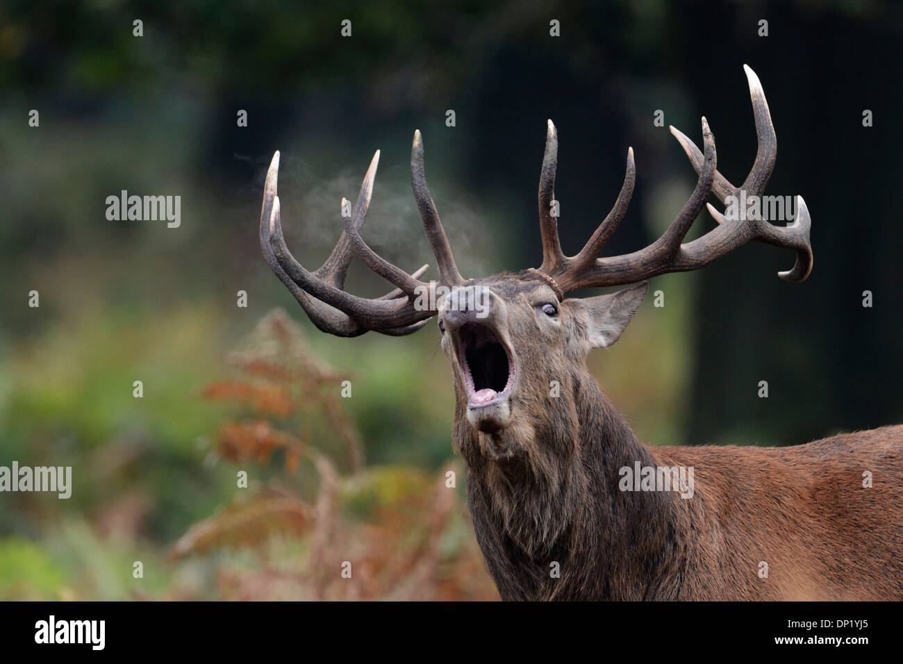 Red deer (Cervus elaphus). Stag roaring during the autumnal rut. The breath of the stag is clearly visible before the antlers. Stock Photo