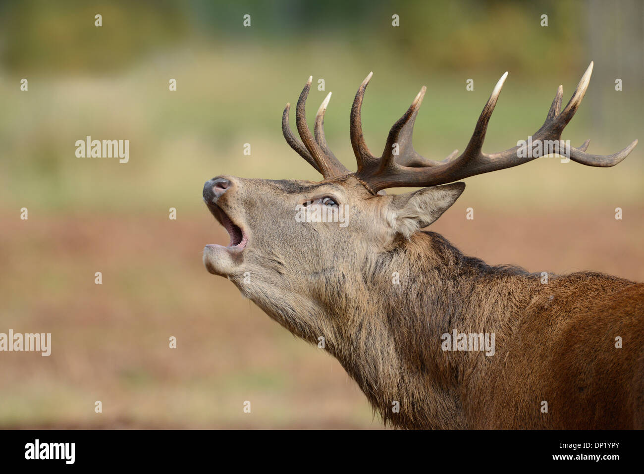 Red deer (Cervus elaphus). Stag roaring during the autumnal rut. Stock Photo