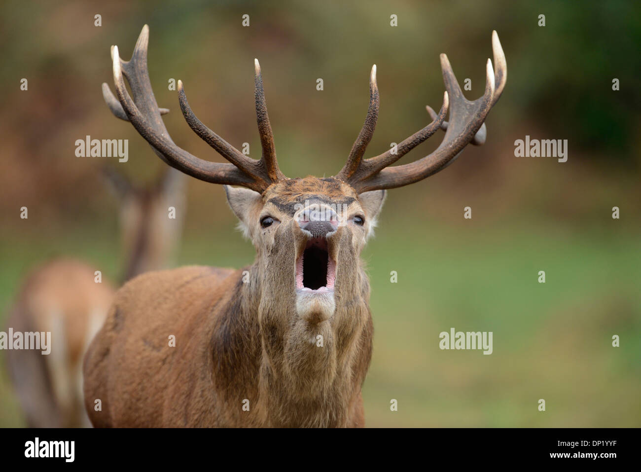 Red deer (Cervus elaphus). Stag roaring during the autumnal rut. Stock Photo