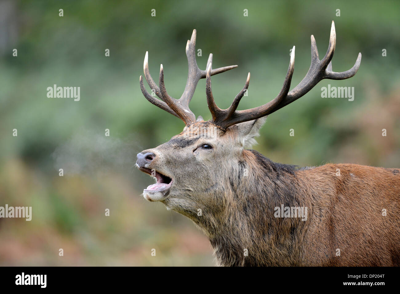 Red deer (Cervus elaphus). Stag roaring during the autumnal rut. The breath of the stag is clearly visible Stock Photo