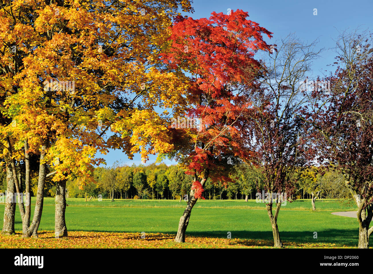 Germany, Nature Park Odenwald: Trees with autumn colors in Limbach ...