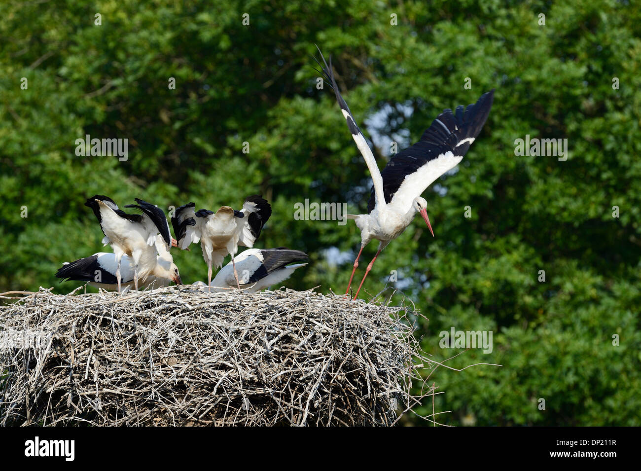 White storks (Ciconia ciconia), adult flying away from young birds on a nest, Germany Stock Photo