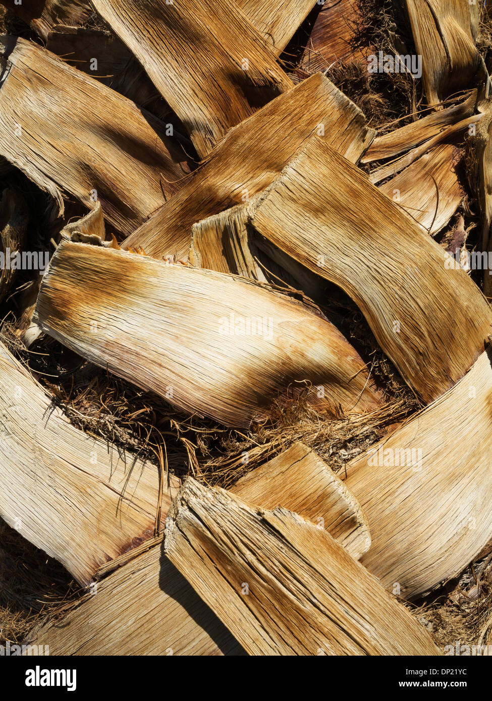 California Fan Palm (Washingtonia filifera), detailed view of the bark with pruned leaves, Death Valley National Park Stock Photo