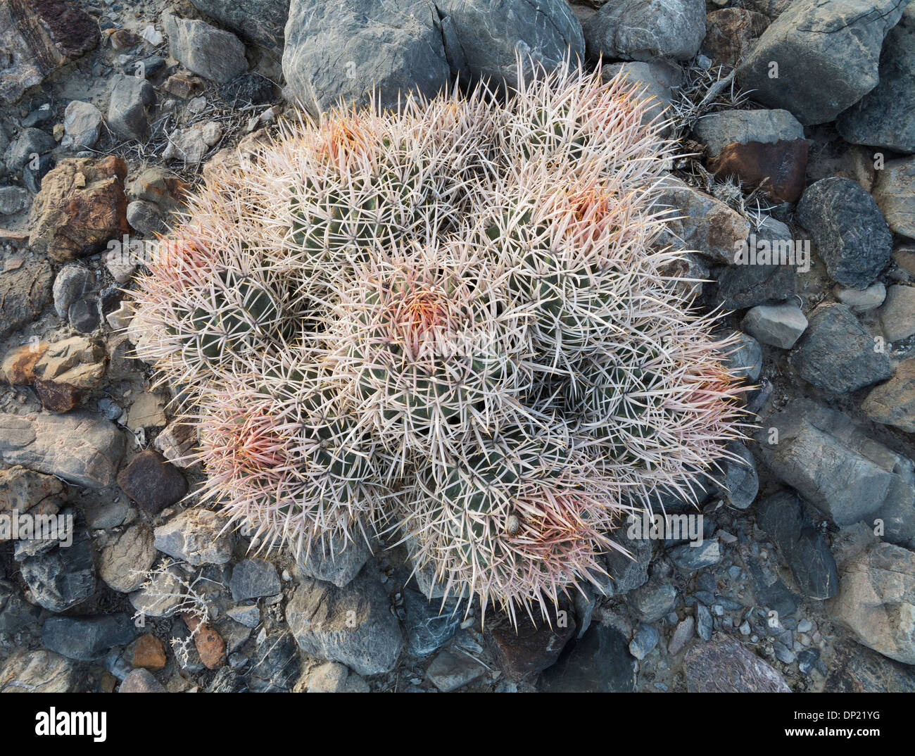 Cottontop Barrel Cactus (Echinocactus polycephalus), Death Valley National Park, California, USA Stock Photo
