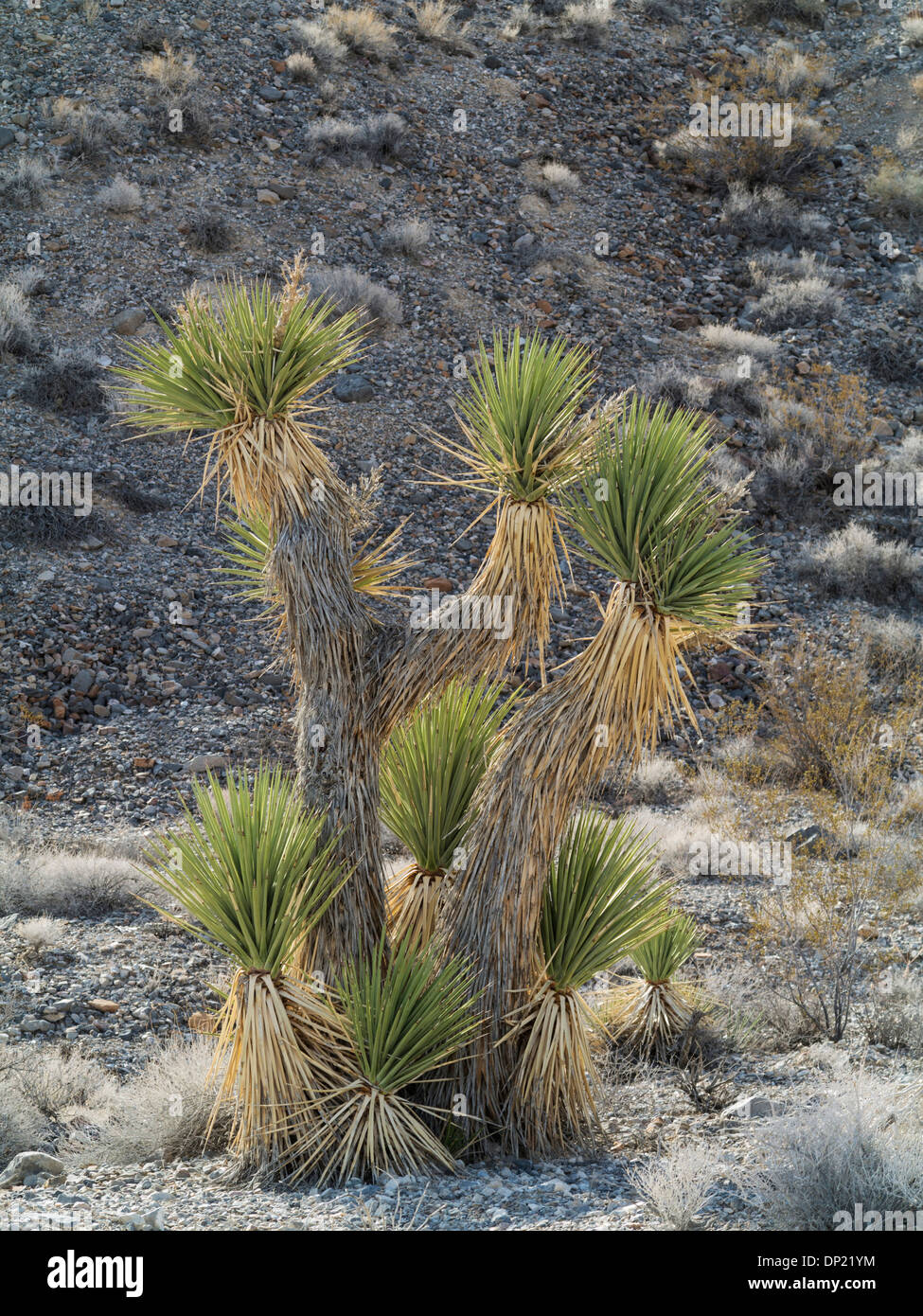 Joshua Tree (Yucca brevifolia), Death Valley National Park, California