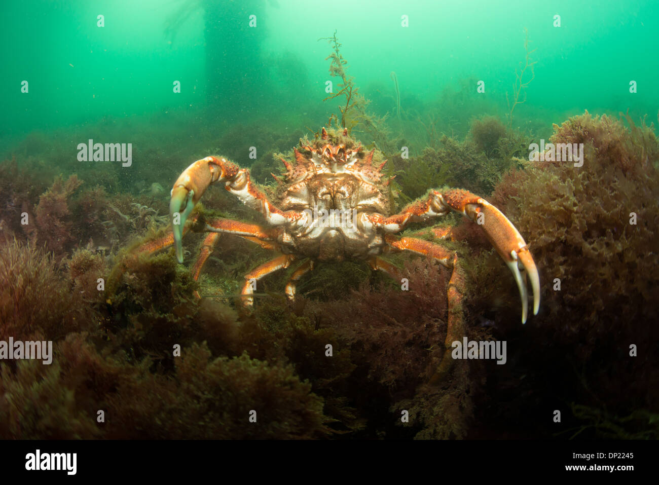 Spider Crab, underwater, Swanage Pier, Stock Photo