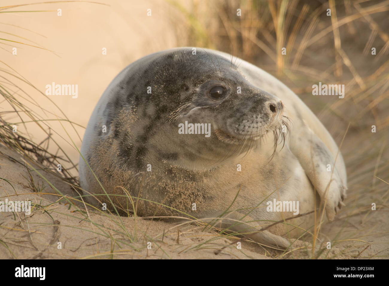 Grey Seal, Norfolk, Horsey Beach, Stock Photo