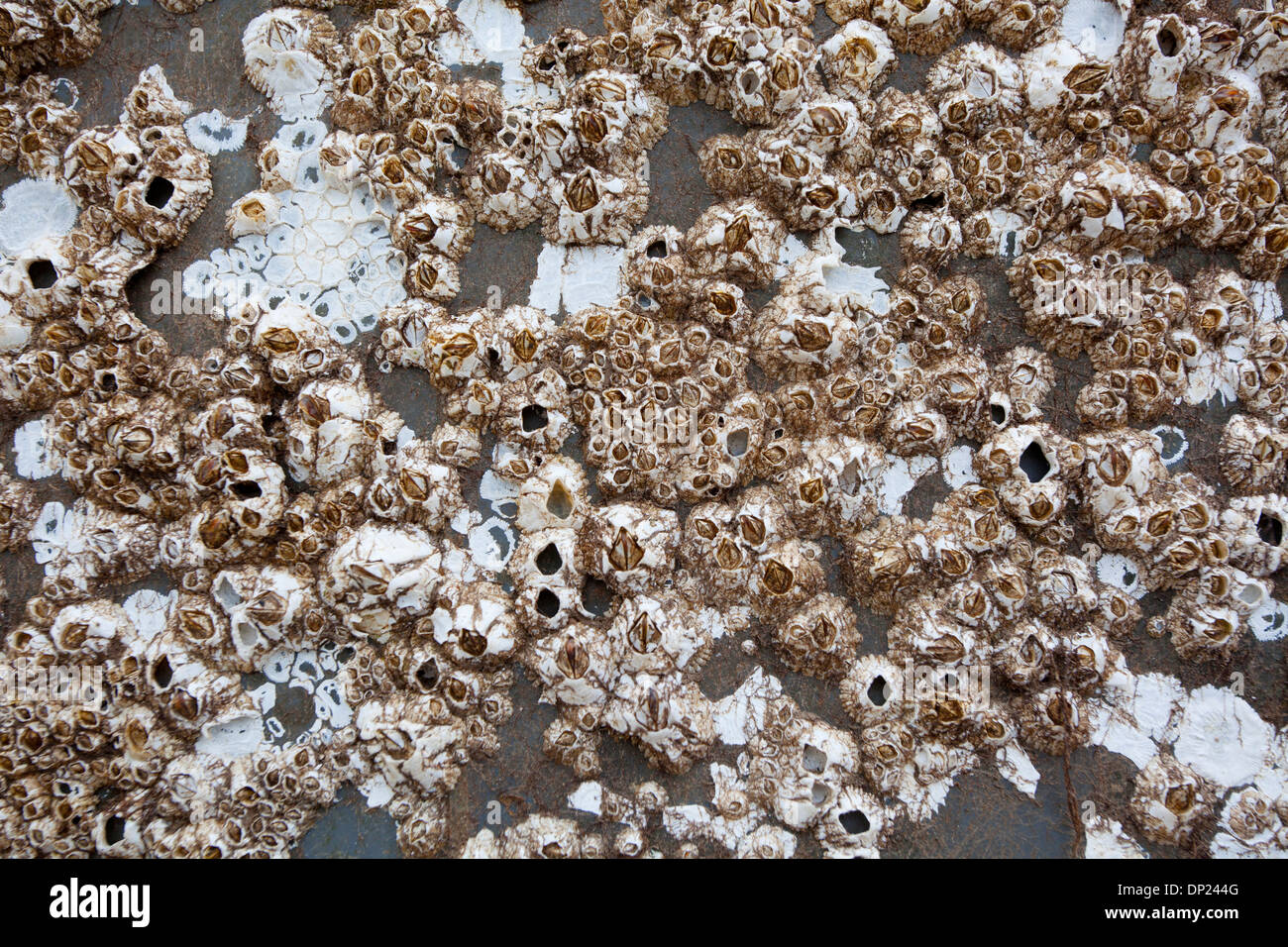 Close up of barnacles encrusted onto rock. Stock Photo