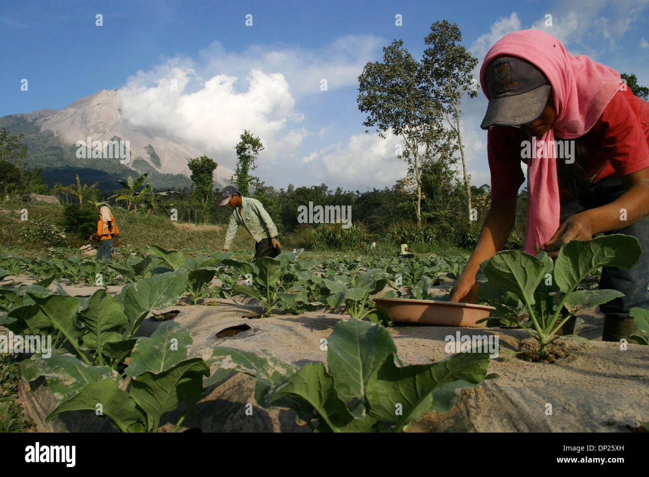 May 17, 2006; Magelang, Central Java, INDONESIA; Farmers of Gowok Sabrang village, Dukun district plant chili with multi cropping system in their farms, with Merapi spewing ash in the background. Dukun area is included as dangerous area of Merapi eruption. Although this area has been covered by dust shower from Merapi, the villagers still do their activities as usual.  Mandatory Cr Stock Photo