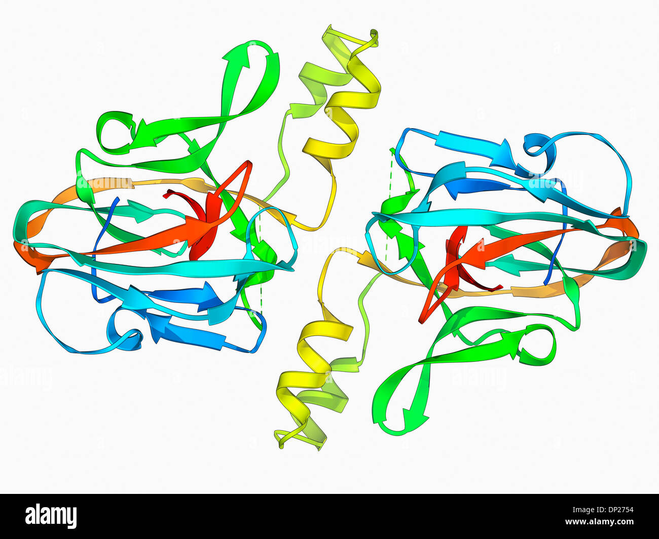DNA gyrase protein segment Stock Photo