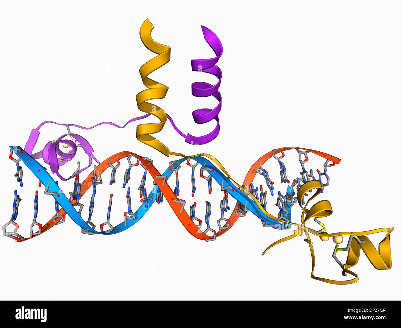 Yeast DNA recognition, molecular model Stock Photo