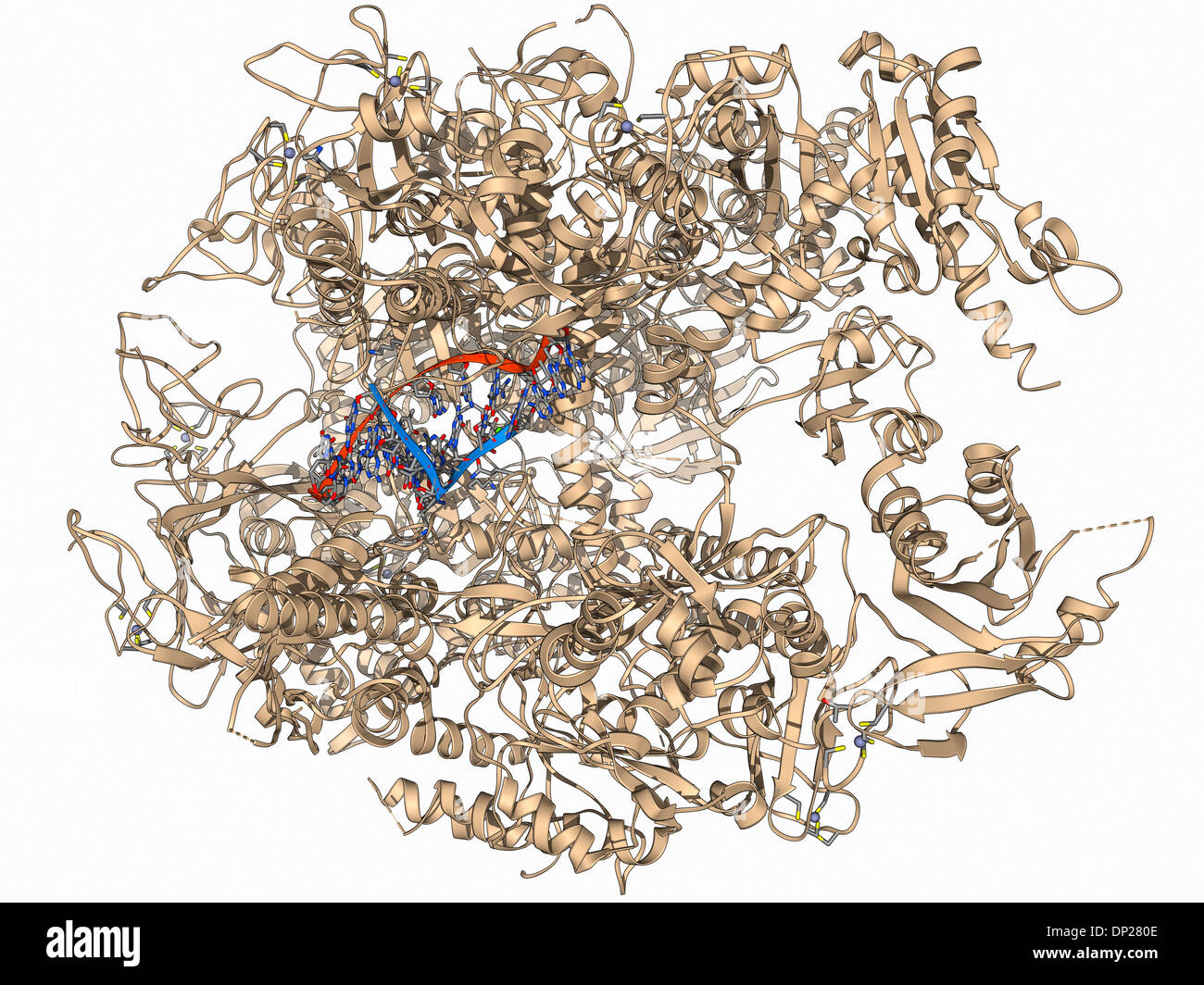 DNA transcription, molecular model Stock Photo - Alamy