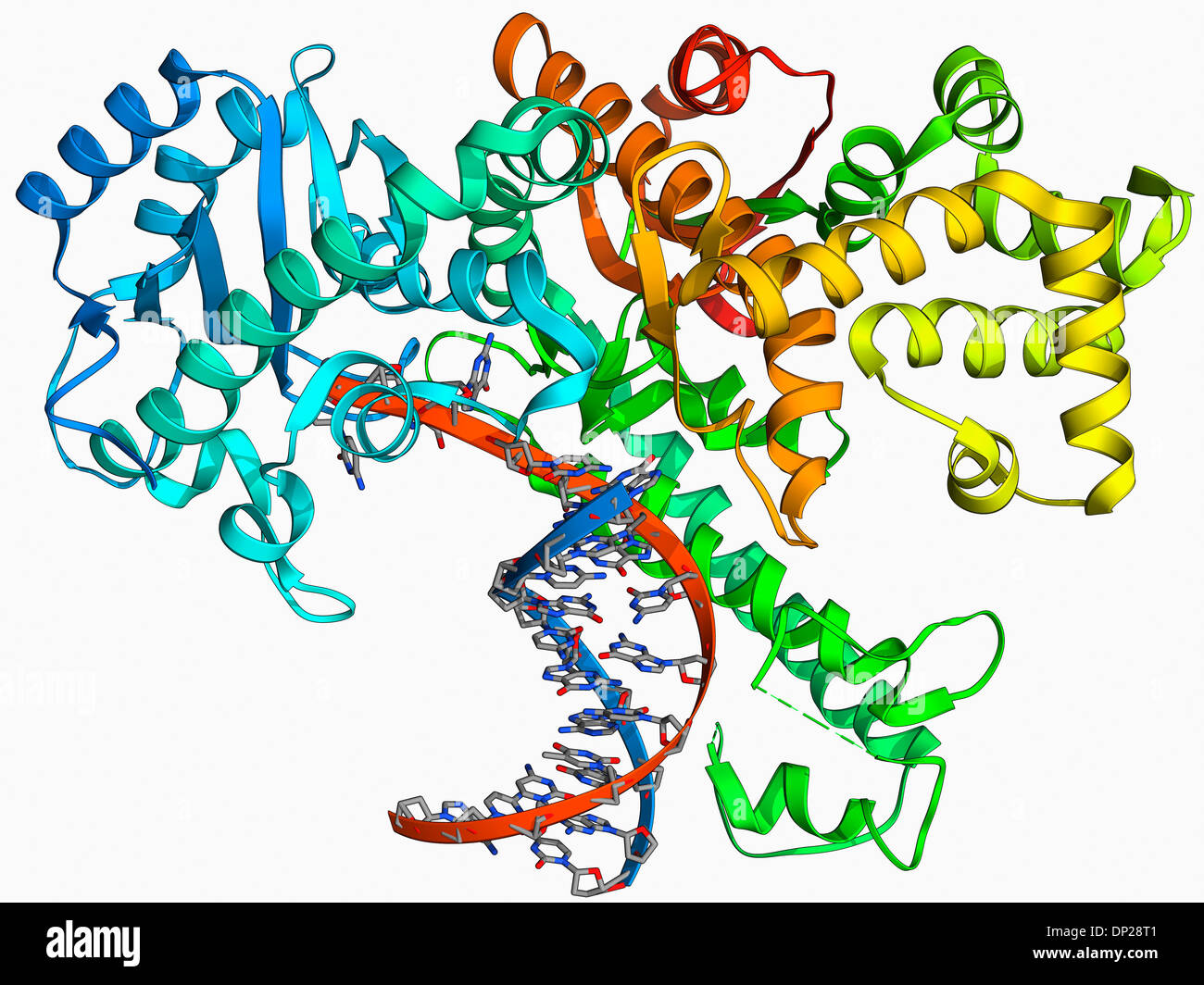 klenow fragment ligation klenow fragment ligation