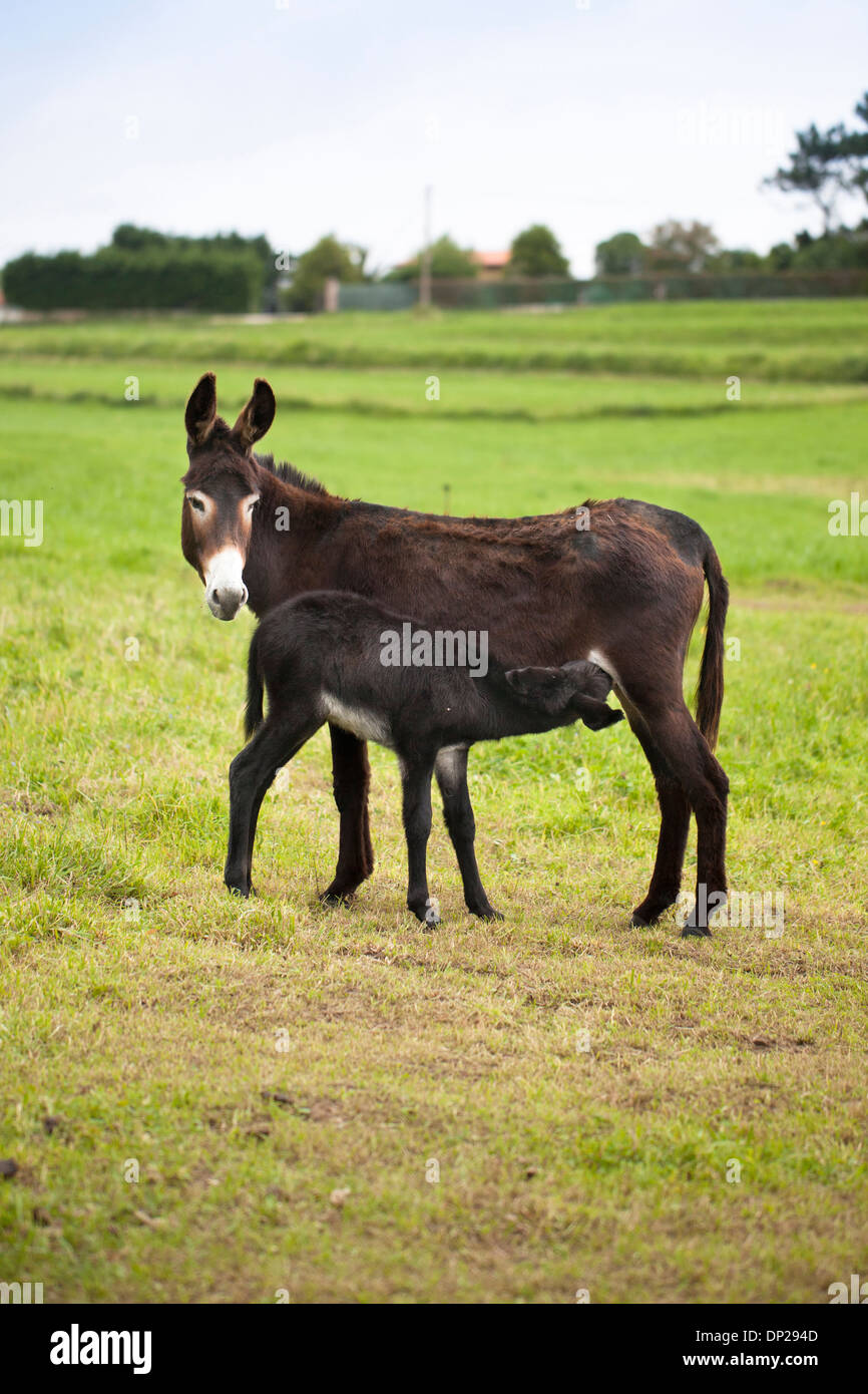 Donkey feeding her offspring. Stock Photo