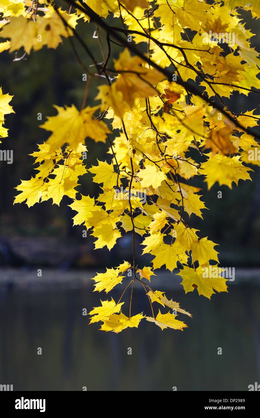 Yellow maple leaves hi-res stock photography and images - Alamy