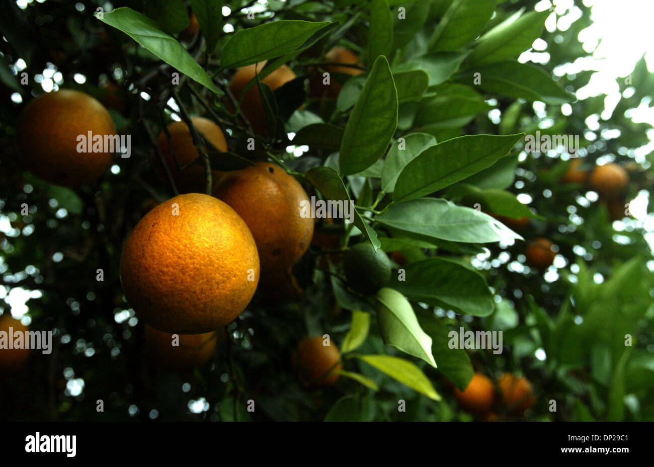 Valencia oranges picking hires stock photography and images Alamy