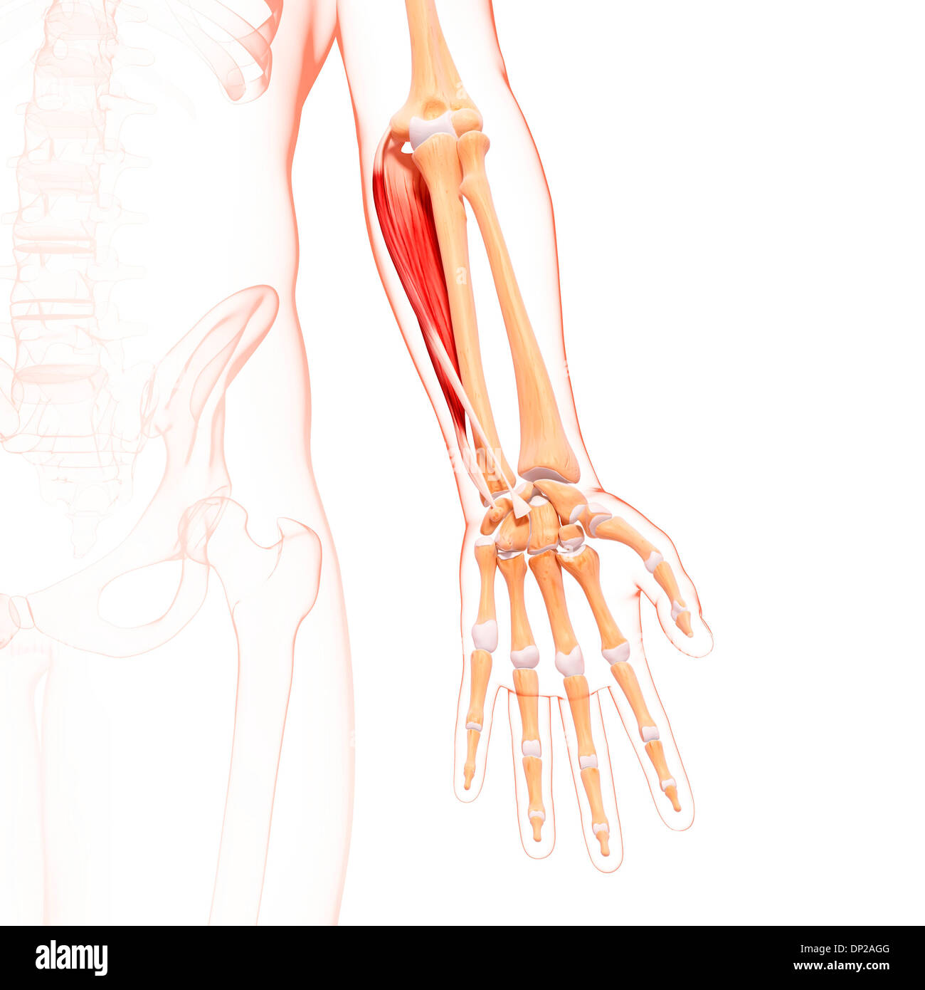 Arm human arm length white Cut Out Stock Images & Pictures Alamy