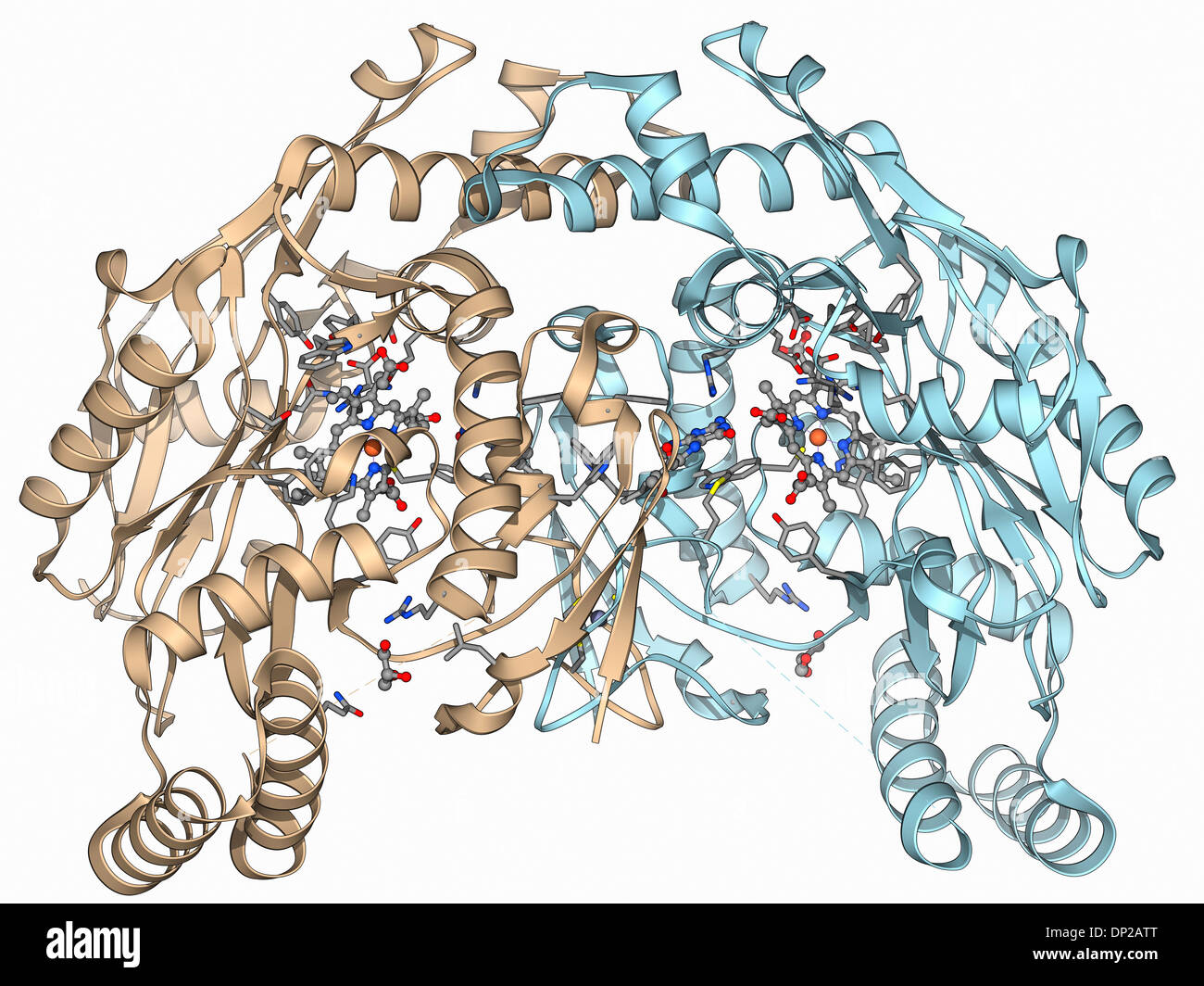 Nitric oxide production Cut Out Stock Images & Pictures Alamy