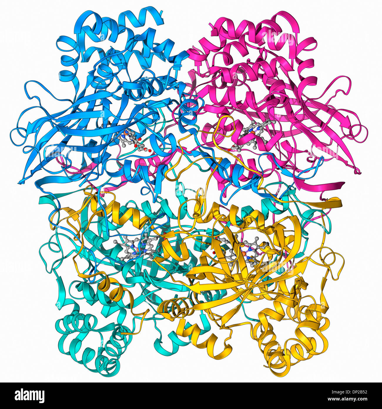 Human catalase, molecular model Stock Photo - Alamy