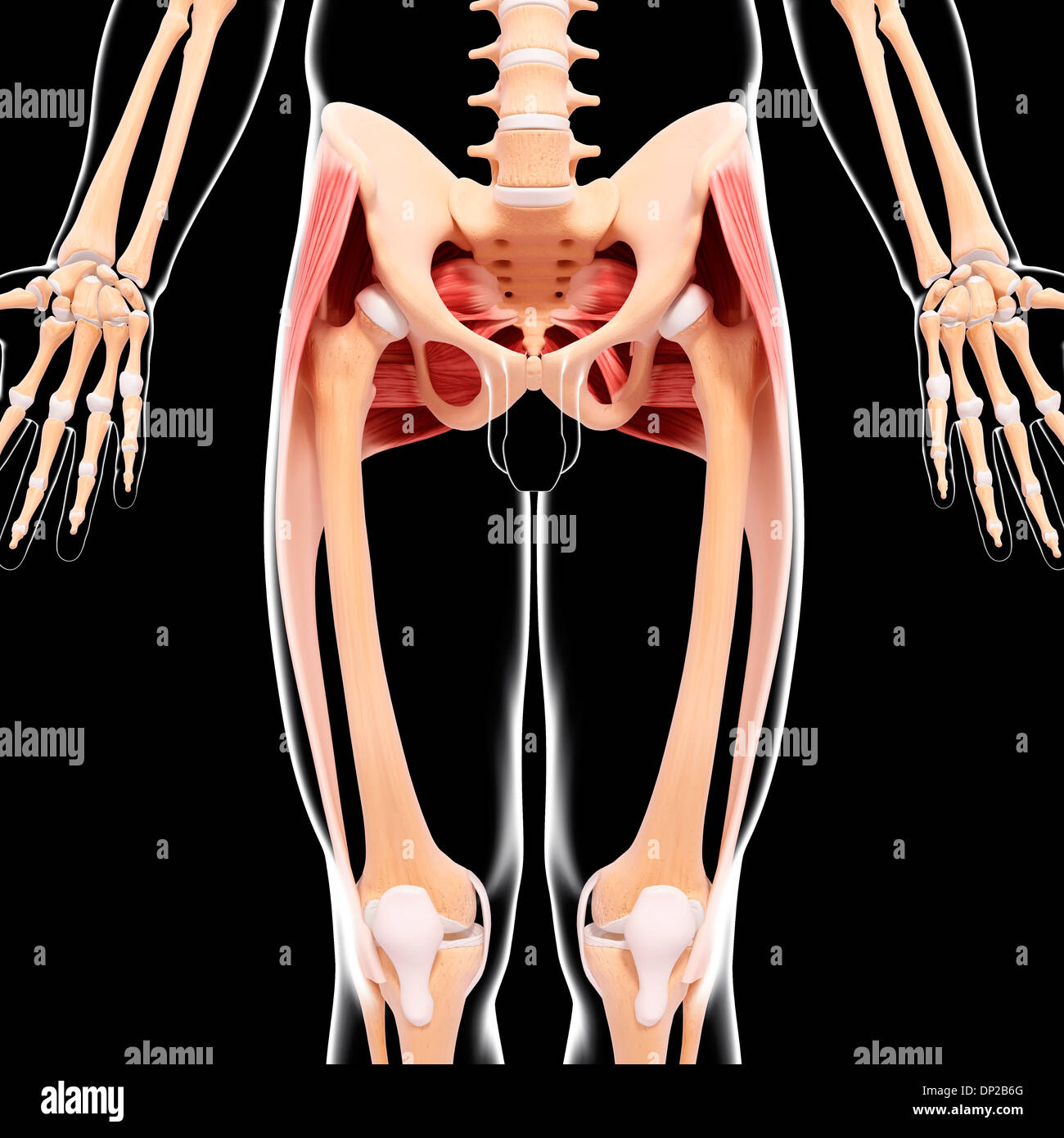 Human hip musculature, artwork Stock Photo