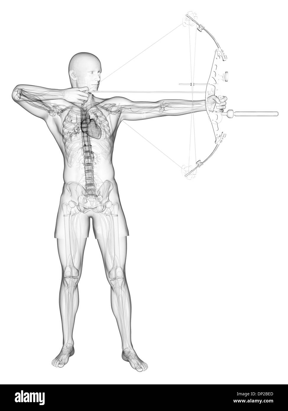 Archer front hires stock photography and images Alamy