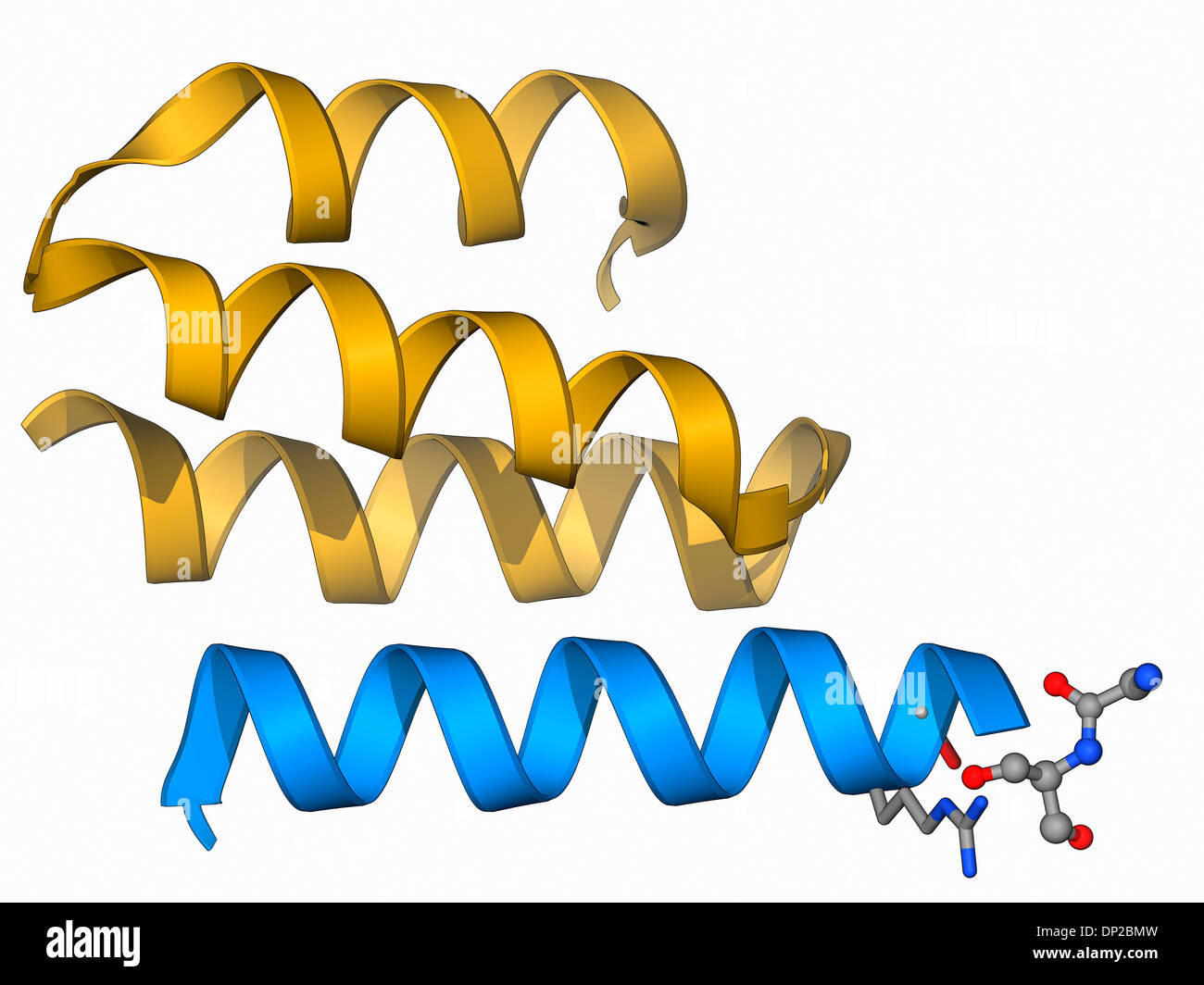 Type IV collagen, molecular model Stock Photo