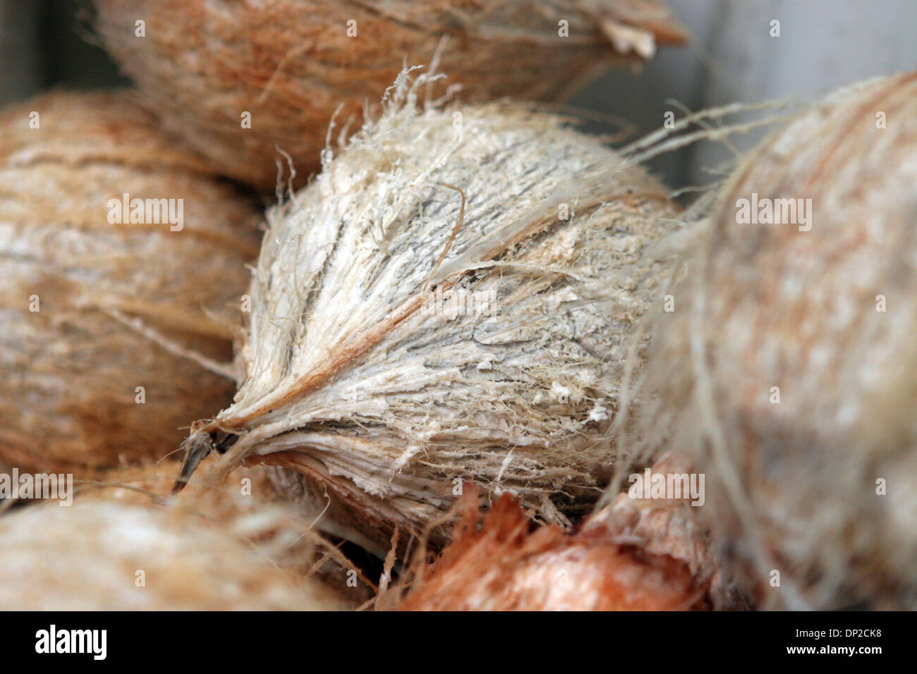 May 27, 2006; Kauai, HI, USA; Coconuts for sale at a roadside fruit