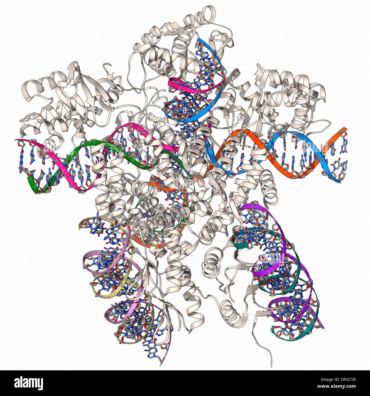 Bacteriophage DNA recombination Stock Photo