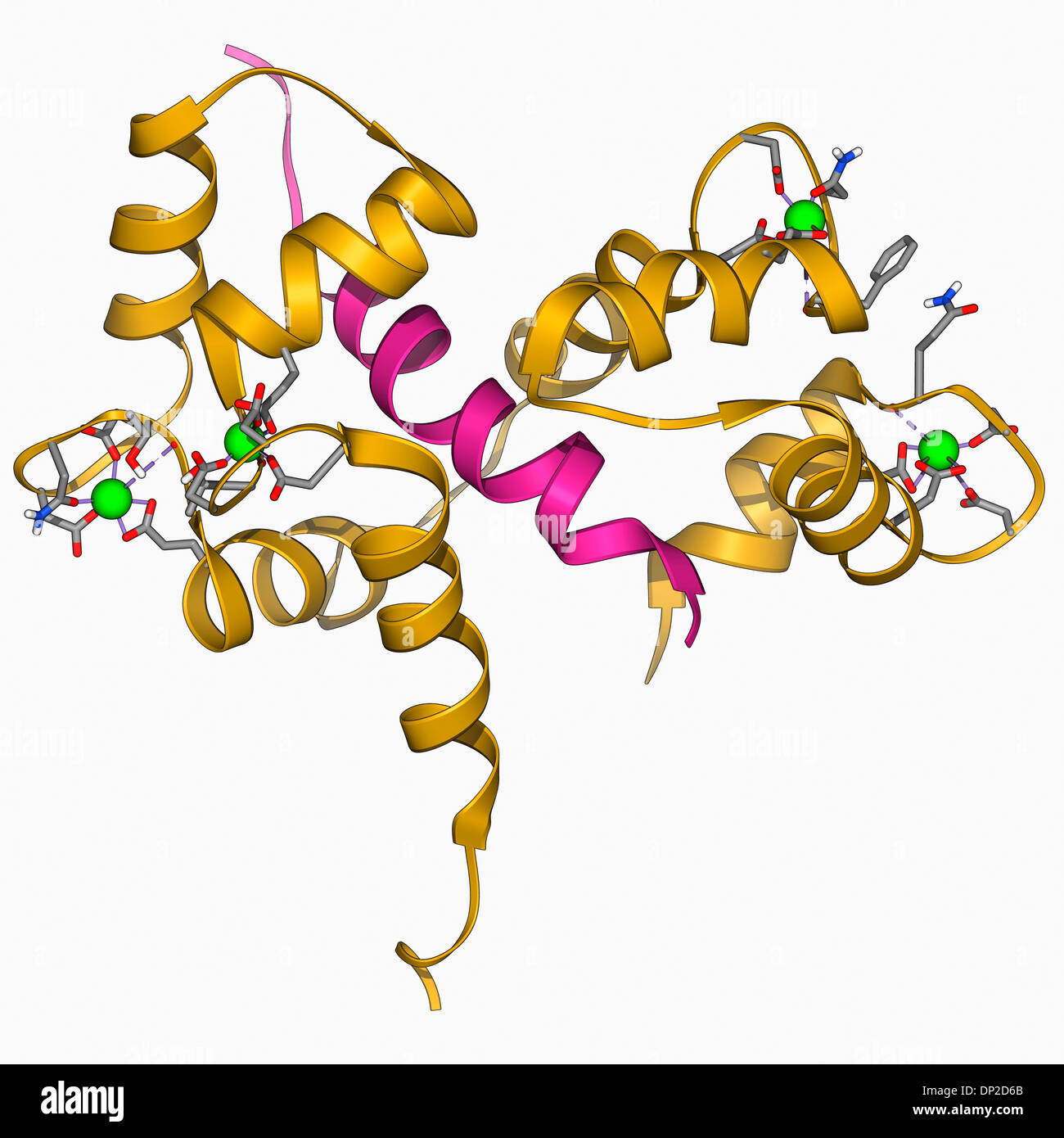 Calcium-binding protein molecule Stock Photo
