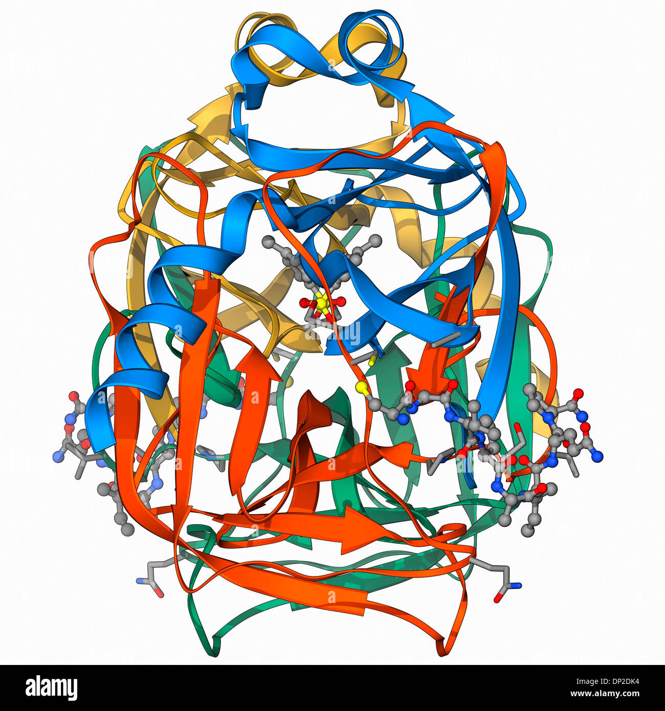 Chymotrypsin digestive enzyme molecule Stock Photo Alamy