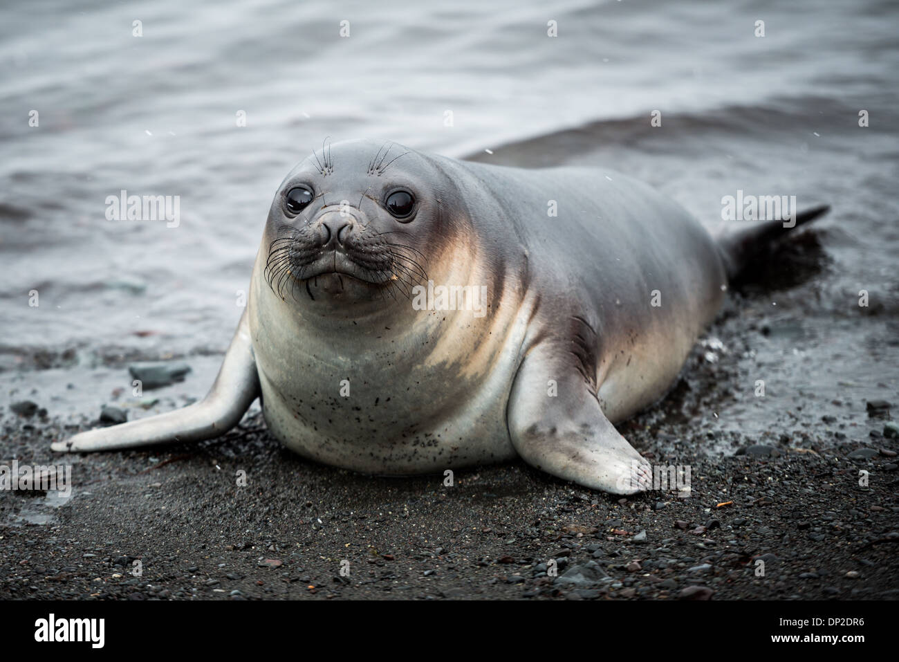 ANTARCTICA A Southern Elephant seal calf emerges from the water Stock