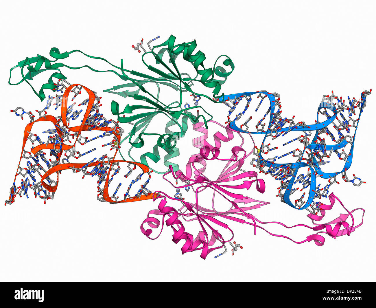Ribonuclease bound to transfer RNA Stock Photo