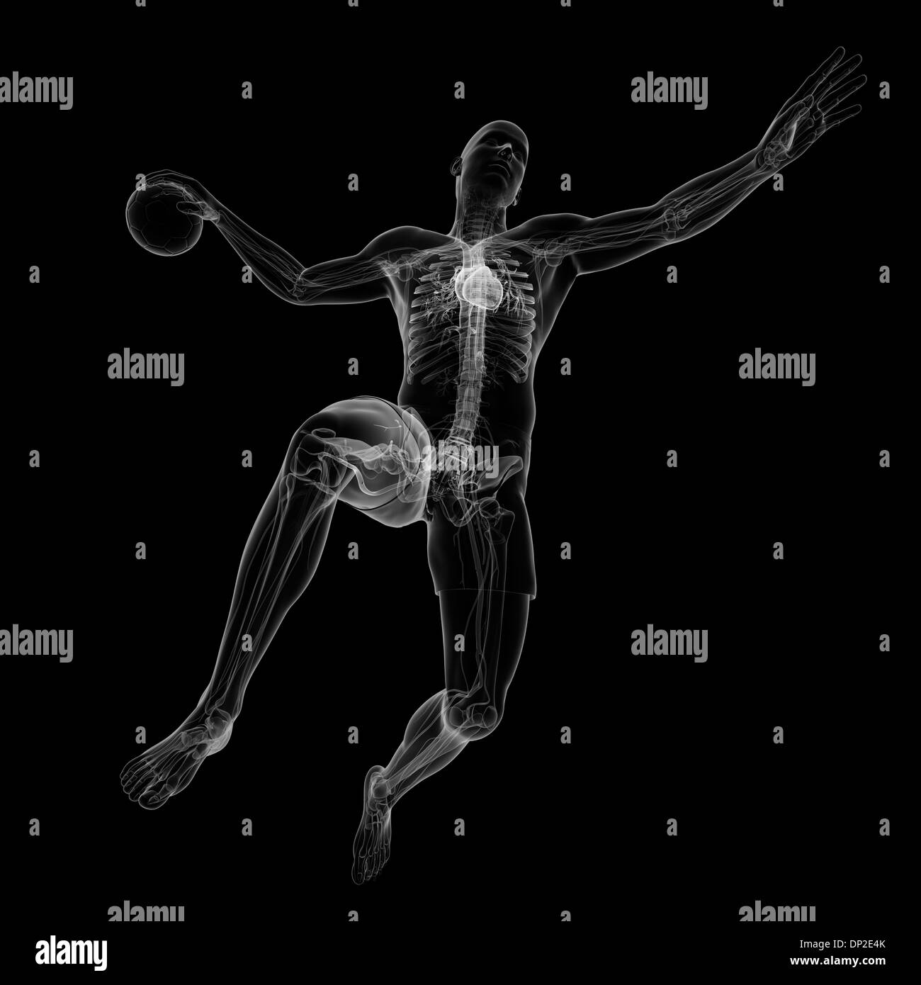 Anatomy of handball player hires stock photography and images Alamy