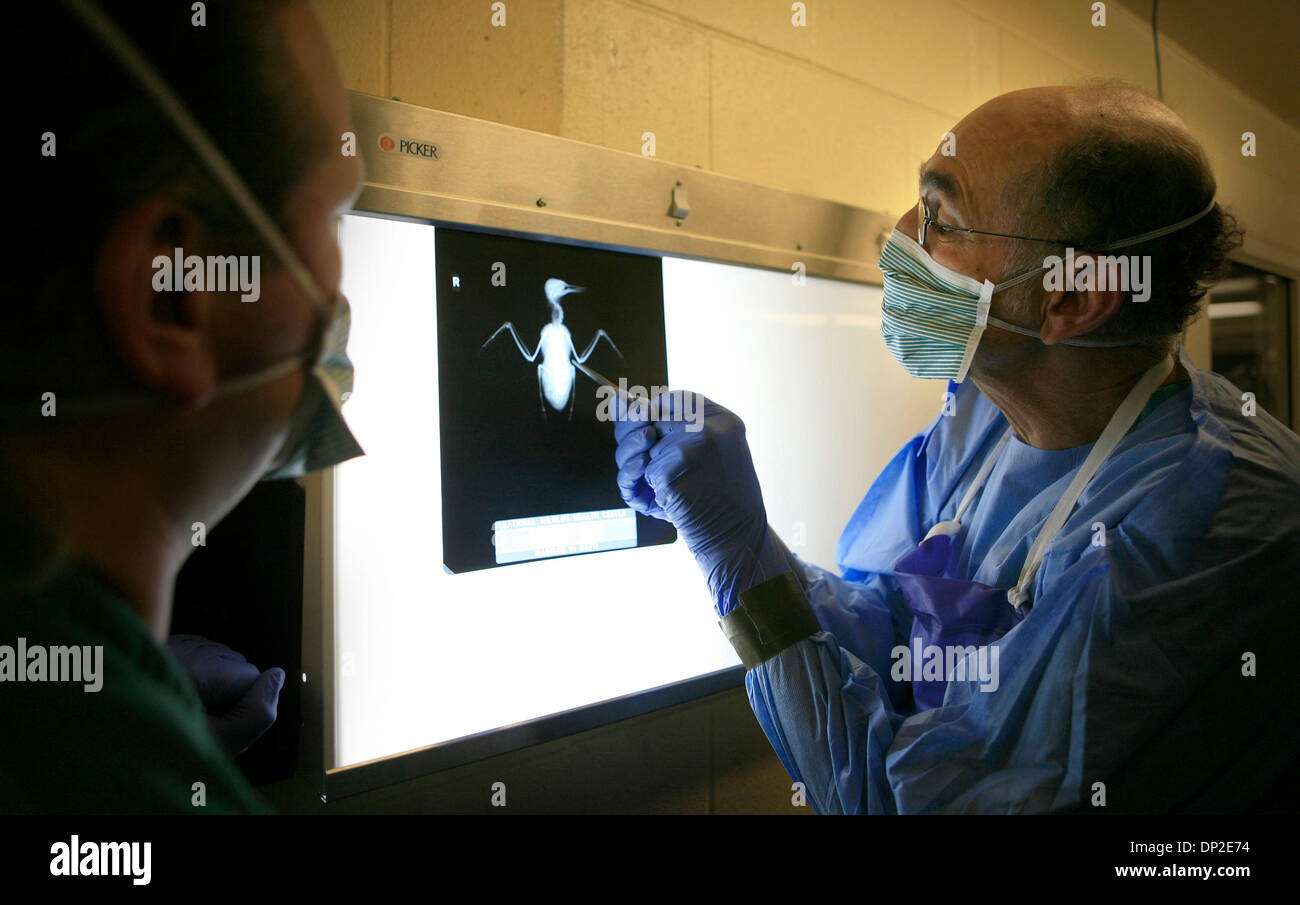 May 31, 2006; Madison, WI, USA; Louis Sileo, right, wildlife pathologist, and Nathan Ramsay, lead necropsy technican, examine the x-ray of a least tern found dead on a rooftop in Dallas. Mandatory Credit: Photo by Steve Rice/Minneapolis Star T/ZUMA Press. (©) Copyright 2006 by Minneapolis Star T Stock Photo